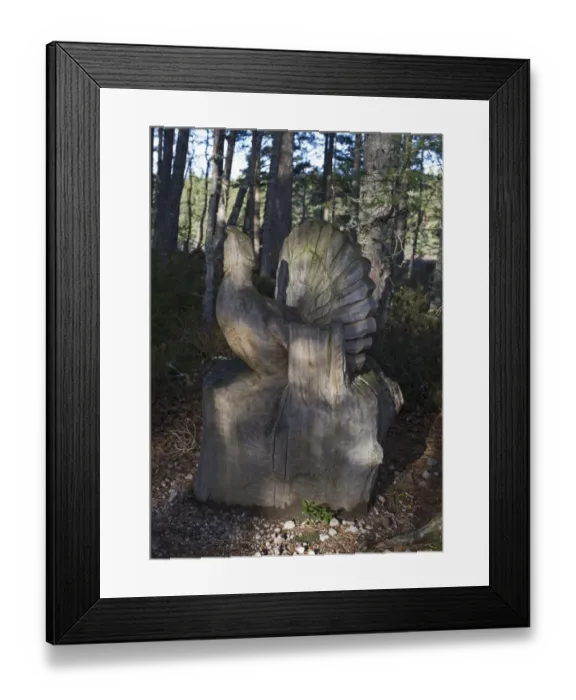 Framed Print : Capercailie carving at RSPB Abernethy Reserve Speyside Highland Scotland Framed Print : Capercailie carving at RSPB Abernethy Reserve Speyside Highland Scotland