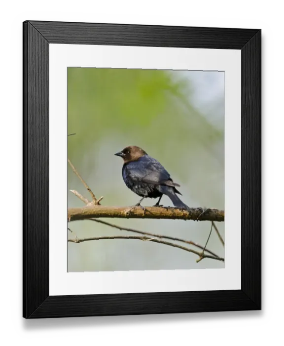 Framed Print : Brown-headed Cowbird Molothrus ater New Jersey USA Framed Print : Brown-headed Cowbird Molothrus ater New Jersey USA