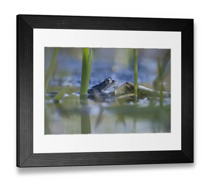 Framed Print : Common Frog Rana temporaria with spawn in garden pond Norfolk March Framed Print : Common Frog Rana temporaria with spawn in garden pond Norfolk March