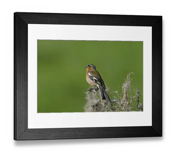 Framed Print : Chaffinch Fringilla coelebs male in song Norfolk spring Framed Print : Chaffinch Fringilla coelebs male in song Norfolk spring