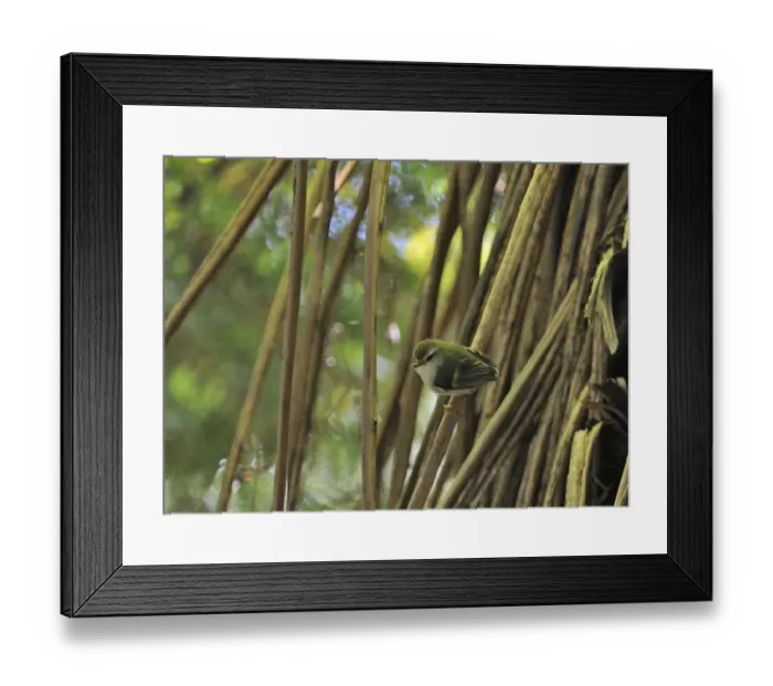 Framed Print : Rifleman Accanthisitta chloris male with food in bill North Island New Zealand Framed Print : Rifleman Accanthisitta chloris male with food in bill North Island New Zealand