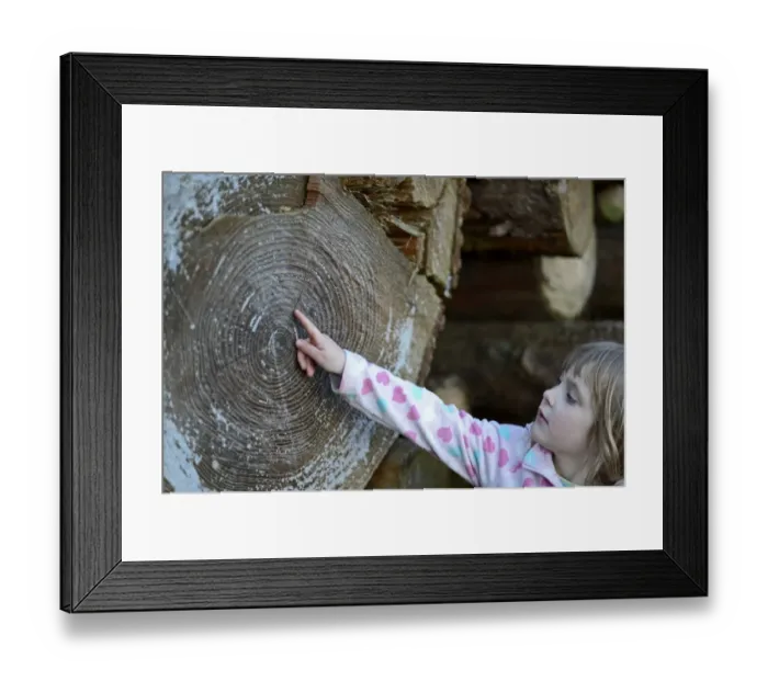 Framed Print : Young girl counting growth rings on log in woodland autumn Norfolk Framed Print : Young girl counting growth rings on log in woodland autumn Norfolk