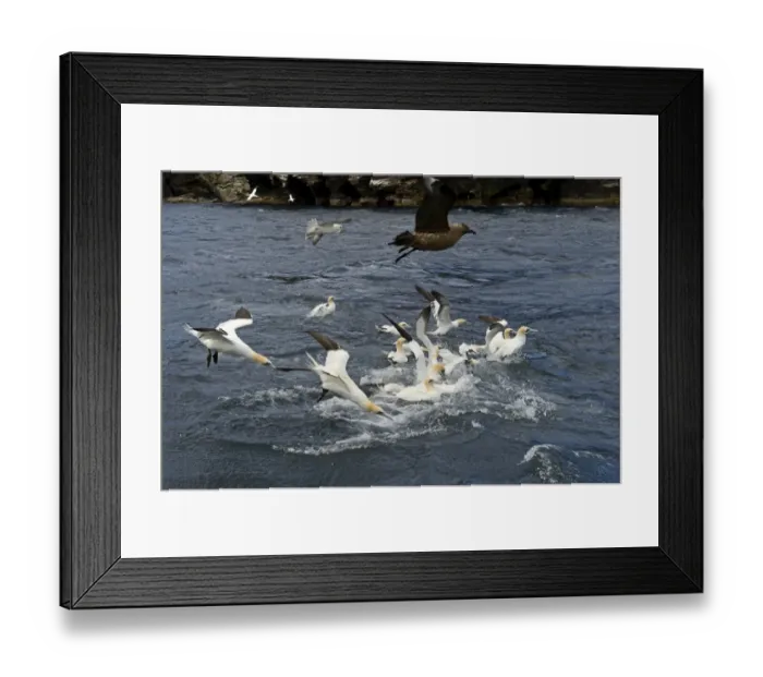 Framed Print : Gannets Morus bassana diving for Mackerel off Noss Shetland June Framed Print : Gannets Morus bassana diving for Mackerel off Noss Shetland June