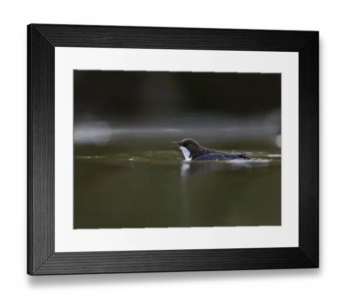 Framed Print : Black-bellied Dipper (Cinclus cinclus cinclus) Thetford Norfolk winter 2012 / 13 Framed Print : Black-bellied Dipper (Cinclus cinclus cinclus) Thetford Norfolk winter 2012 / 13