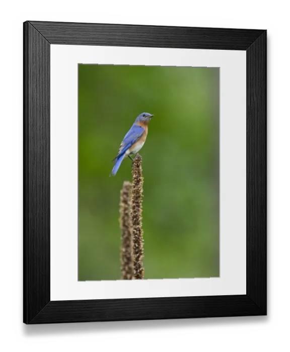 Framed Print : Eastern Bluebird, Sialia sialis at nest box Cape May New Jersey USA Framed Print : Eastern Bluebird, Sialia sialis at nest box Cape May New Jersey USA