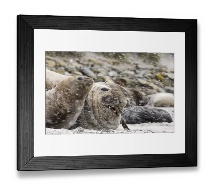 Framed Print : Blackish Cincloides Cinclodes antarcticus picking at wound on Southern Elephant Seal Framed Print : Blackish Cincloides Cinclodes antarcticus picking at wound on Southern Elephant Seal