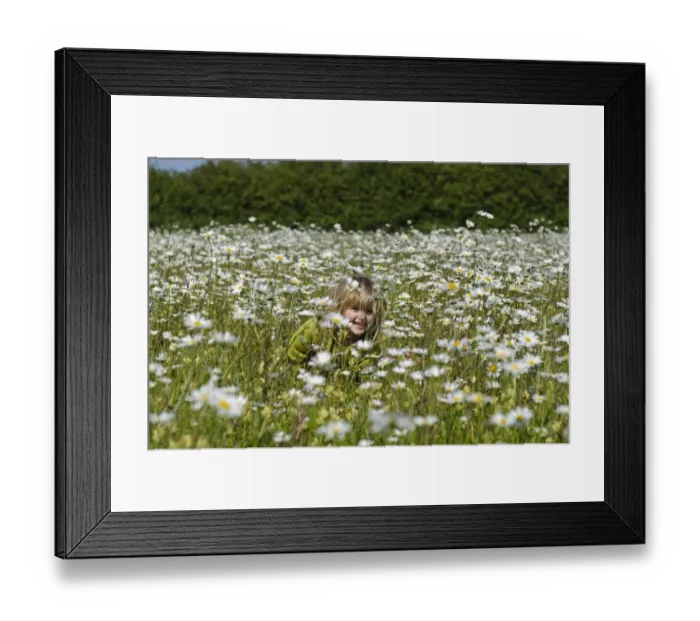 Framed Print : Young girl in Ox-eye Daisy field Norfolk summer Framed Print : Young girl in Ox-eye Daisy field Norfolk summer
