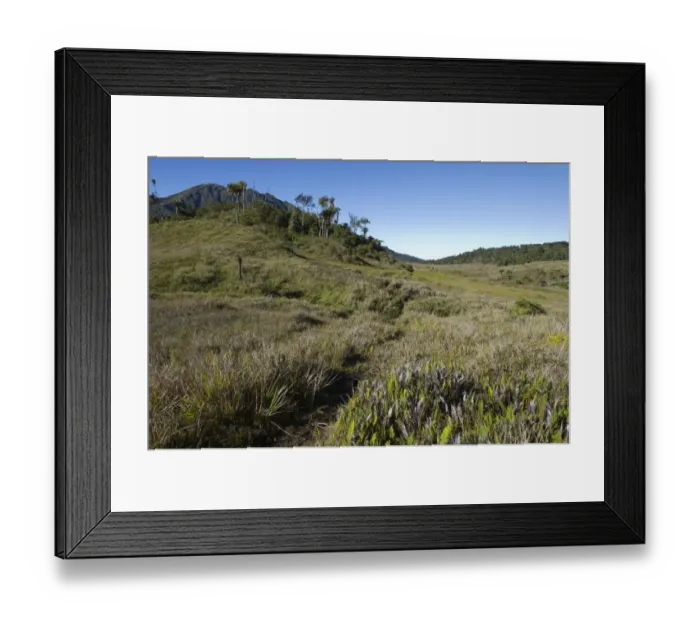 Framed Print : Alpine grassland at Tari Gap Southern Highlands Papua New Guinea Framed Print : Alpine grassland at Tari Gap Southern Highlands Papua New Guinea
