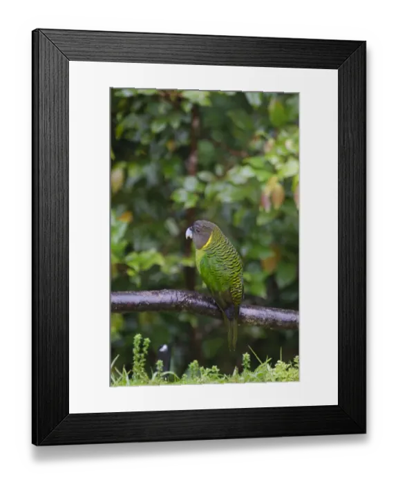 Framed Print : Brehms Tiger Parrot Psittacella brehmii Kumul Western Highlands Papua New Guinea Framed Print : Brehms Tiger Parrot Psittacella brehmii Kumul Western Highlands Papua New Guinea