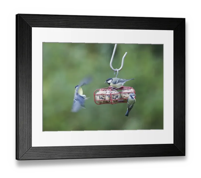 Framed Print : 004414 Framed Print : 004414