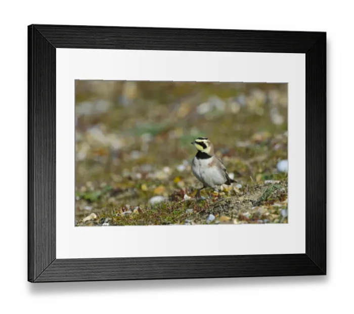 Framed Print : Shore Lark Eremophila alpestris Cley Norfolk winter Framed Print : Shore Lark Eremophila alpestris Cley Norfolk winter