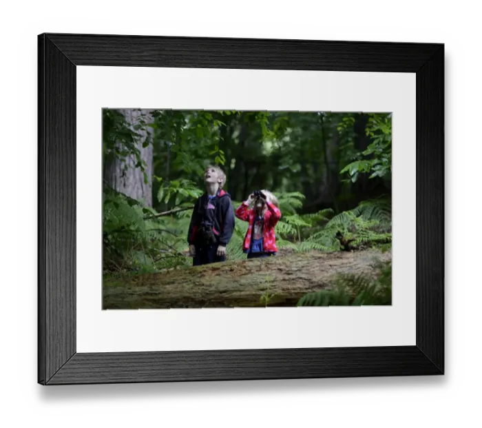 Framed Print : Young boy and girl )brother and sister) bird watching in woodland in summer Norfolk Framed Print : Young boy and girl )brother and sister) bird watching in woodland in summer Norfolk