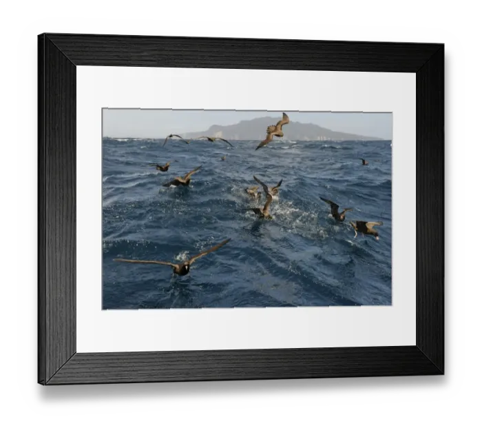 Framed Print : Flesh-footed Shearwater Puffinus carneipes feeding out in Hauraki Gulf off New Zealand Framed Print : Flesh-footed Shearwater Puffinus carneipes feeding out in Hauraki Gulf off New Zealand