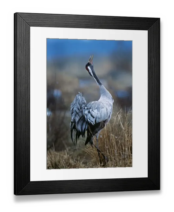 Framed Print : Common Crane Grus grus calling at Hornsborgajon Sweden April Framed Print : Common Crane Grus grus calling at Hornsborgajon Sweden April