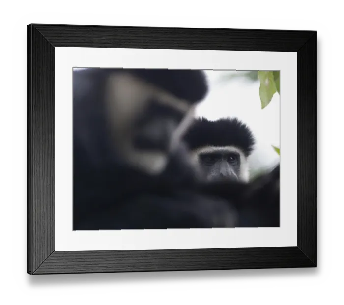 Framed Print : Black & White Colobus Monkey Colobus guereza Kenya Framed Print : Black & White Colobus Monkey Colobus guereza Kenya
