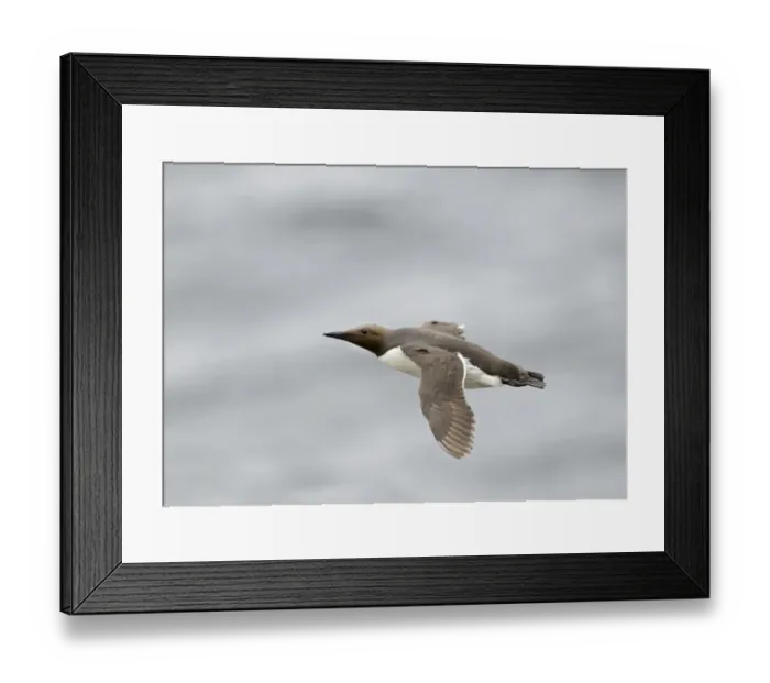 Framed Print : Common Guillemot or Common Murre, Uria aalge Fowlsheugh RSPB Reserve Scotland July