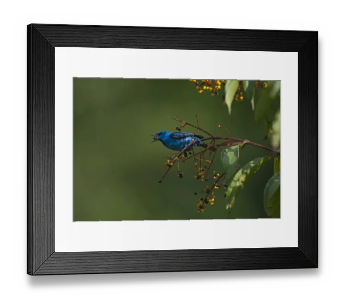 Framed Print : Blue Dacnis Dacnis cayana male La Selva Costa Rica Framed Print : Blue Dacnis Dacnis cayana male La Selva Costa Rica