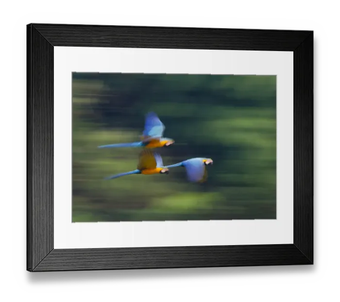 Framed Print : Blue and Yellow Macaw Ara ararauna Tambopata Amazon Peru Framed Print : Blue and Yellow Macaw Ara ararauna Tambopata Amazon Peru