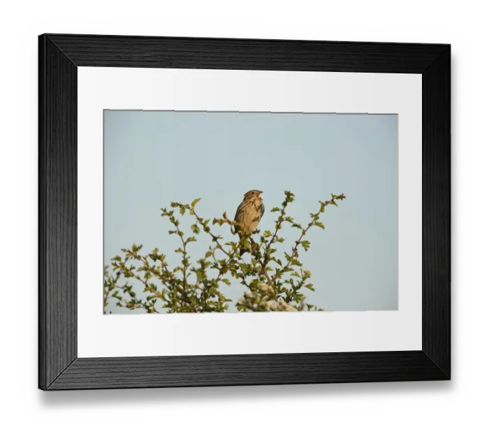 Framed Print : Corn Bunting Miliaria calandra in song Norfolk May Framed Print : Corn Bunting Miliaria calandra in song Norfolk May