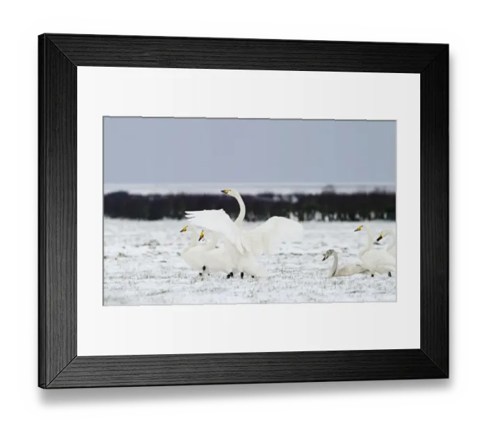 Framed Print : Whooper Swans Cygnus cygnus Solway Dumfries Scotland winter Framed Print : Whooper Swans Cygnus cygnus Solway Dumfries Scotland winter