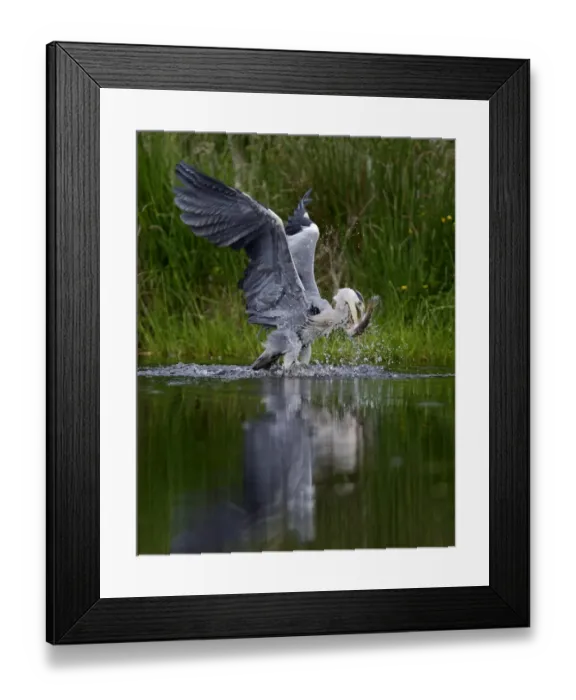 Framed Print : Grey Heron Ardea cinerea with large rainbow trout Scotland July Framed Print : Grey Heron Ardea cinerea with large rainbow trout Scotland July