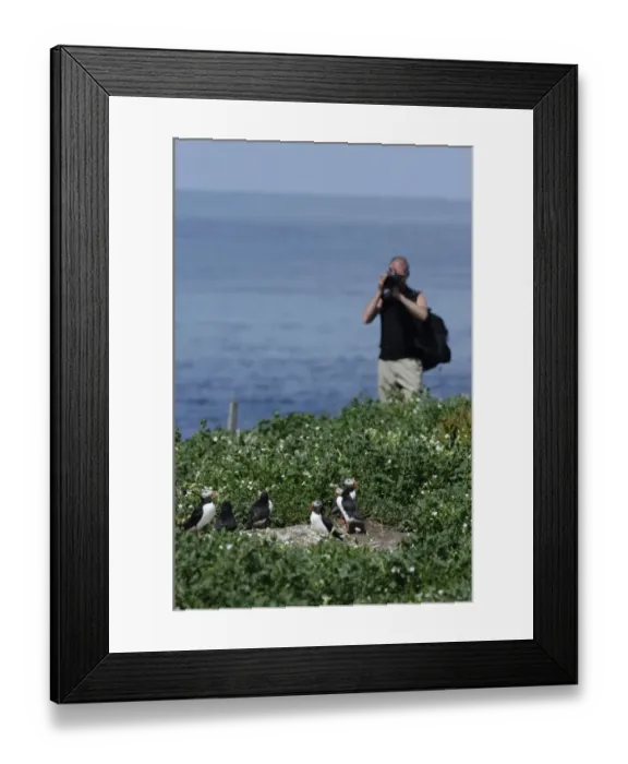 Framed Print : Tourist photographing Puffin Fratercula arctica on Inner Farne Farne Islands Northumberland Framed Print : Tourist photographing Puffin Fratercula arctica on Inner Farne Farne Islands Northumberland