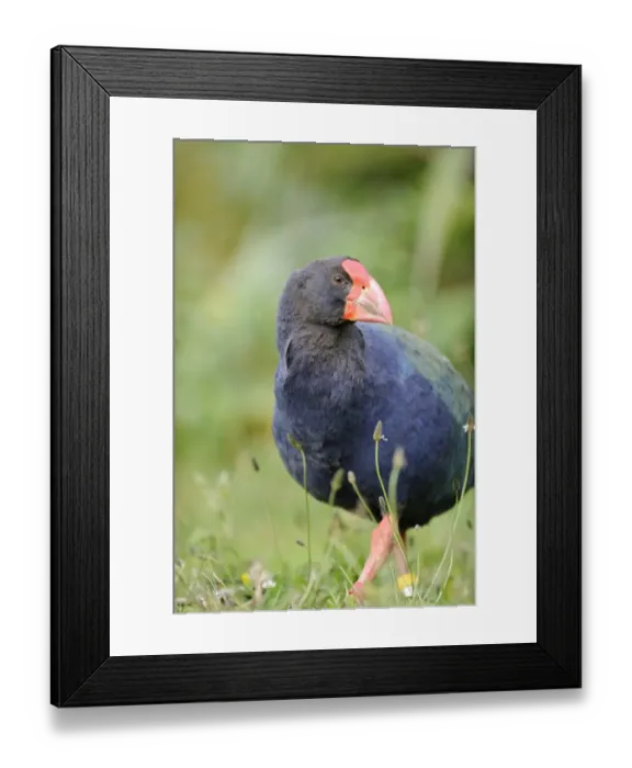 Framed Print : Takahe Porphyrio mantelli Tiri Matangi North Island New Zealand Framed Print : Takahe Porphyrio mantelli Tiri Matangi North Island New Zealand