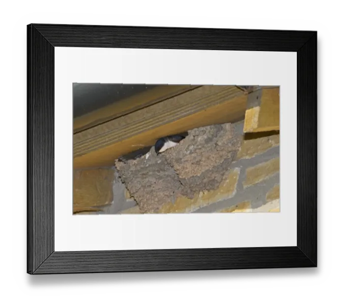 Framed Print : House Martin Delichon urbicum at nest under eaves Northumberland UK summer Framed Print : House Martin Delichon urbicum at nest under eaves Northumberland UK summer