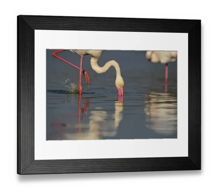 Framed Print : Greater Flamingo Phoenicopterus roseus feeding on algae Camargue France Framed Print : Greater Flamingo Phoenicopterus roseus feeding on algae Camargue France