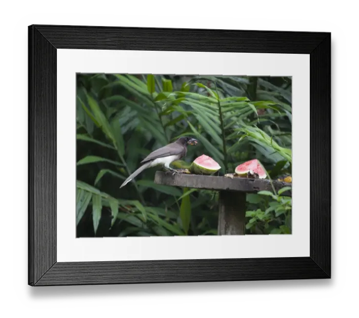 Framed Print : Brown Jay Cyanocorax morio Costa Rica Framed Print : Brown Jay Cyanocorax morio Costa Rica