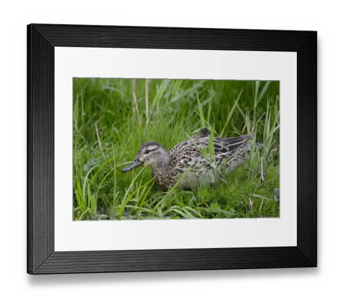 Framed Print : Garganey Anas querquedula female Cley Norfolk spring Framed Print : Garganey Anas querquedula female Cley Norfolk spring