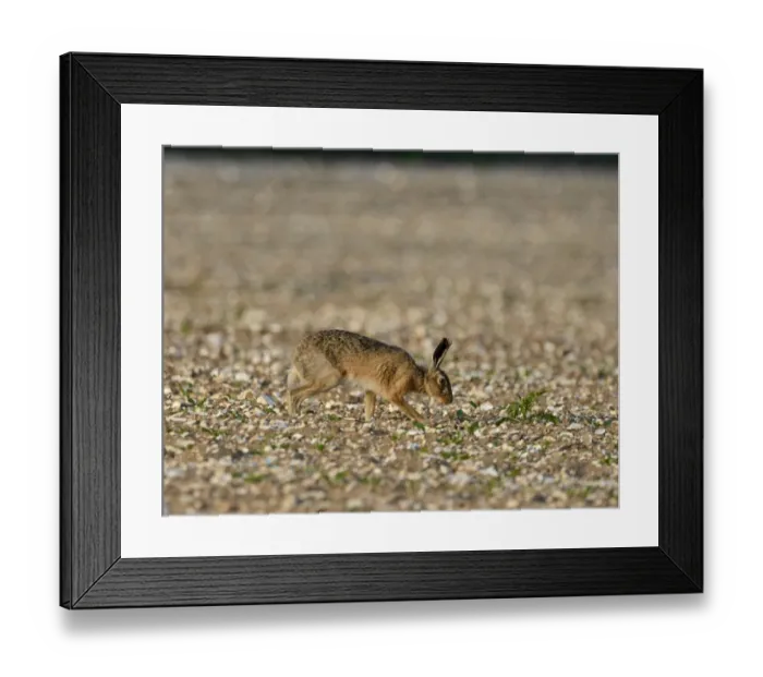 Framed Print : Brown (European) Hare Lepus europaeus Norfolk May Framed Print : Brown (European) Hare Lepus europaeus Norfolk May