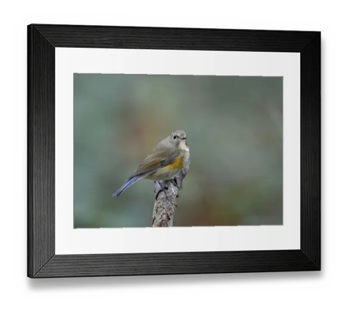 Framed Print : Red-flanked Bluetail (Tarsiger cyanurus), 1 st winter Stiffkey Norfolk October 2012 Framed Print : Red-flanked Bluetail (Tarsiger cyanurus), 1 st winter Stiffkey Norfolk October 2012