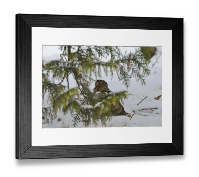 Framed Print : Eurasian Woodcock (Scolopax rusticola) Norfolk winter Framed Print : Eurasian Woodcock (Scolopax rusticola) Norfolk winter
