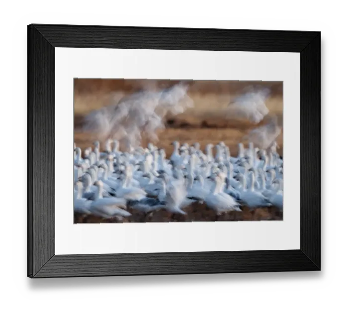 Framed Print : Snow Geese Chen carulescens taking flight at dawn Bosque del Apache New Mexico USA Framed Print : Snow Geese Chen carulescens taking flight at dawn Bosque del Apache New Mexico USA
