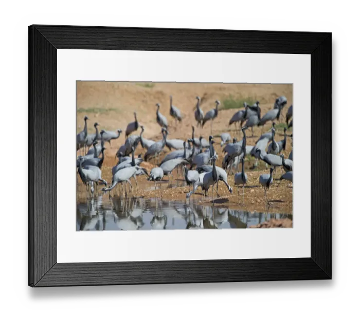 Framed Print : Demoiselle Cranes Anthropoides virgo at Kichan in Thar Desert Rajasthan India November Framed Print : Demoiselle Cranes Anthropoides virgo at Kichan in Thar Desert Rajasthan India November