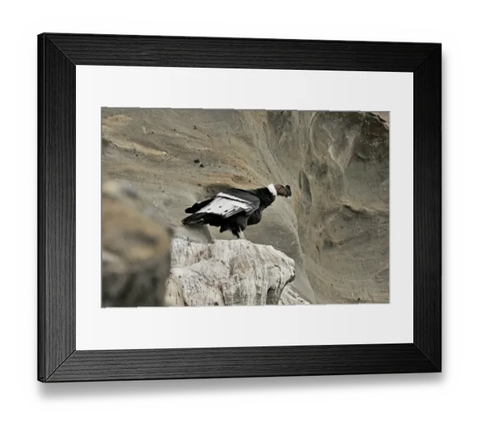 Framed Print : Andean Condor (Vultur gryphus) on roosting ledge on side of cliff Patagonia Chile Framed Print : Andean Condor (Vultur gryphus) on roosting ledge on side of cliff Patagonia Chile