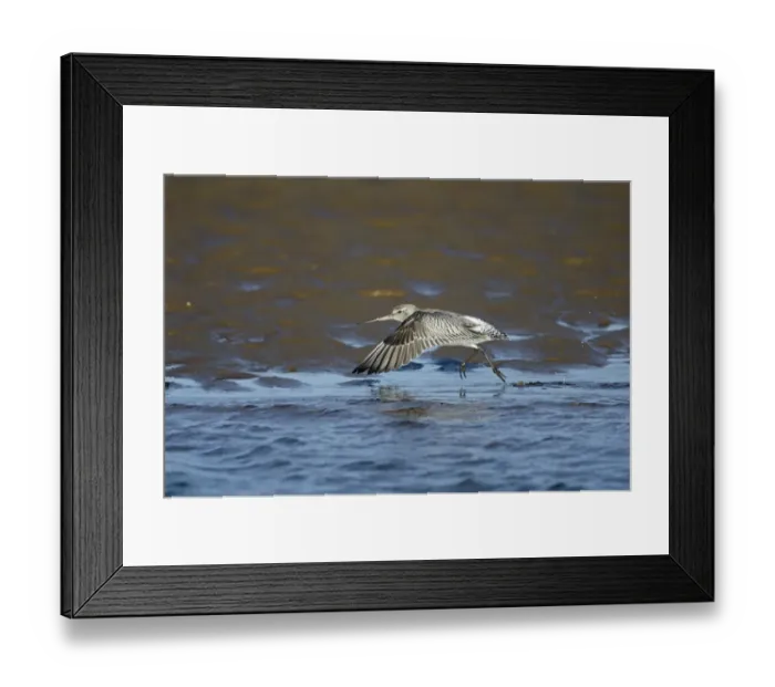 Framed Print : Bar-tailed Godwit (Limosa lapponica) Norfolk winter Framed Print : Bar-tailed Godwit (Limosa lapponica) Norfolk winter