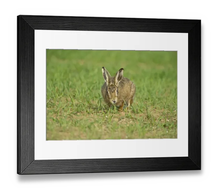 Framed Print : Brown Hare Lepus europaeus Norfolk spring Framed Print : Brown Hare Lepus europaeus Norfolk spring