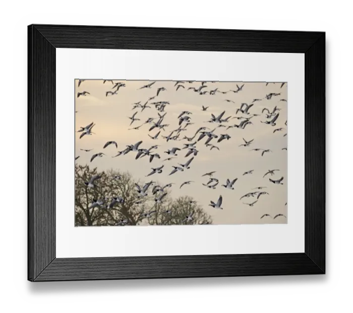 Framed Print : Barnacle Geese Branta leucopsis Solway Dumfries Scotland winter Framed Print : Barnacle Geese Branta leucopsis Solway Dumfries Scotland winter