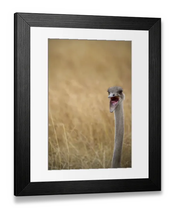Framed Print : Common Ostrich Struthio camelus female at nest on Masai Mara Kenya Framed Print : Common Ostrich Struthio camelus female at nest on Masai Mara Kenya