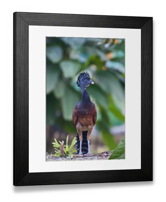 Framed Print : Great Curassow Crax rubra female La Selva Costa Rica Framed Print : Great Curassow Crax rubra female La Selva Costa Rica