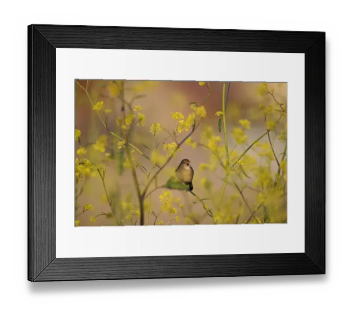 Framed Print : Grasshopper Warbler Locustella naevia Norfolk June