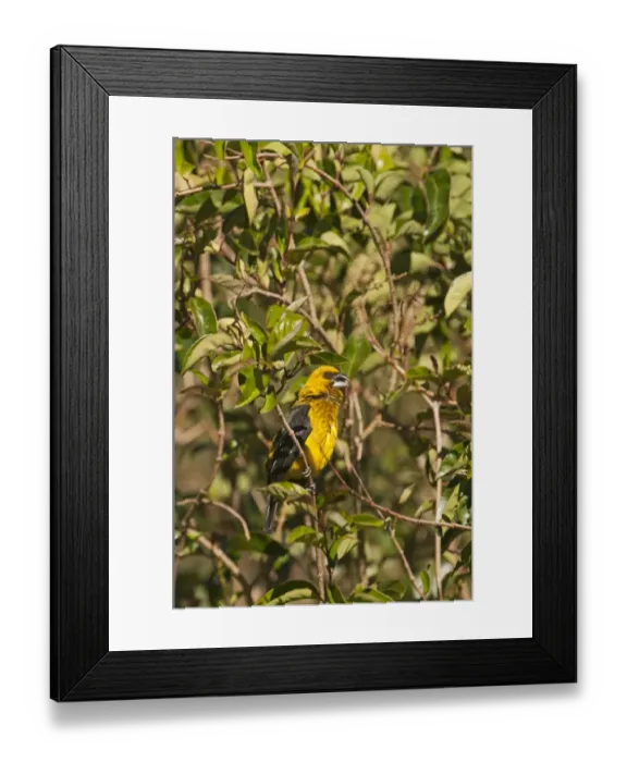 Framed Print : Black-thighed Grosbeak Pleucticus tibialis male Savegre Costa Rica Framed Print : Black-thighed Grosbeak Pleucticus tibialis male Savegre Costa Rica
