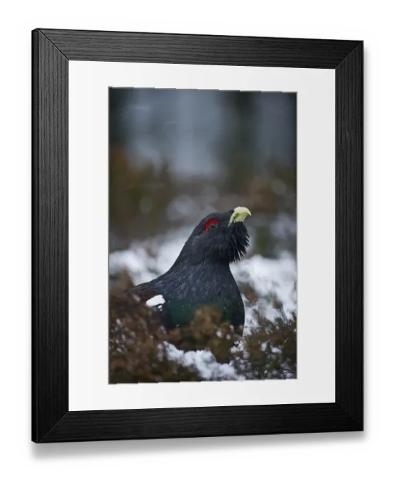 Framed Print : Capercailie Tetrao urogallus male in winter Highlands Scotland February Framed Print : Capercailie Tetrao urogallus male in winter Highlands Scotland February