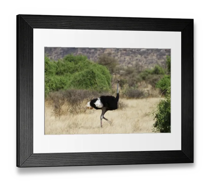 Framed Print : Somali Ostrich Struthio camelus molybdophanes male Samburu Kenya Framed Print : Somali Ostrich Struthio camelus molybdophanes male Samburu Kenya