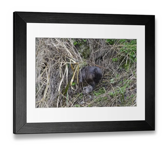 Framed Print : European Otter (Eurasian River Otter) Lutra lutra catching Water Vole on River Thet Framed Print : European Otter (Eurasian River Otter) Lutra lutra catching Water Vole on River Thet
