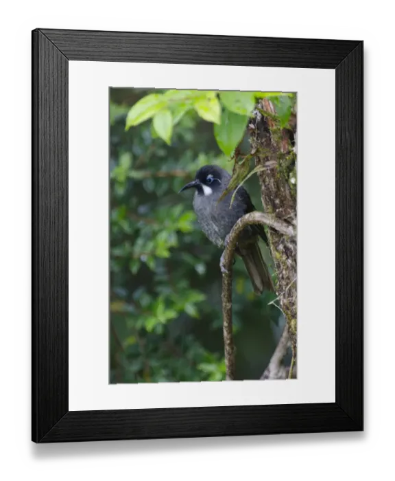 Framed Print : Belfords Honeyeater Melidictes belfordi Kumul Lodge Western Highlands Papua New Guinea