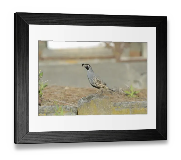 Framed Print : California Quail, Callipepla californica, Kaikoura South Island New Zealand - introduced