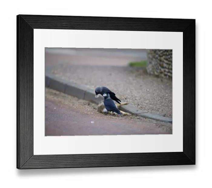 Framed Print : Jackdaw Corvus monedula plucking fur from road casualty hare to line nest Norfolk spring